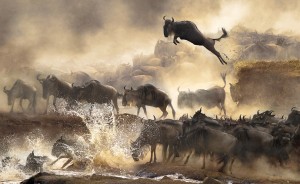 5_Bonnie_Cheung_China_Shortlist_Open_NatureWildlife_2014